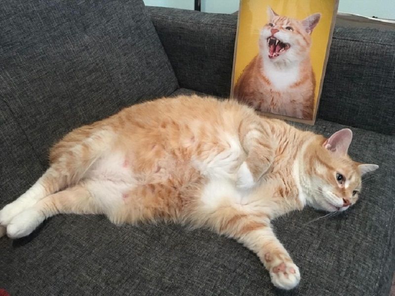 La foto di uno dei gatti grassi di Pete Thorne