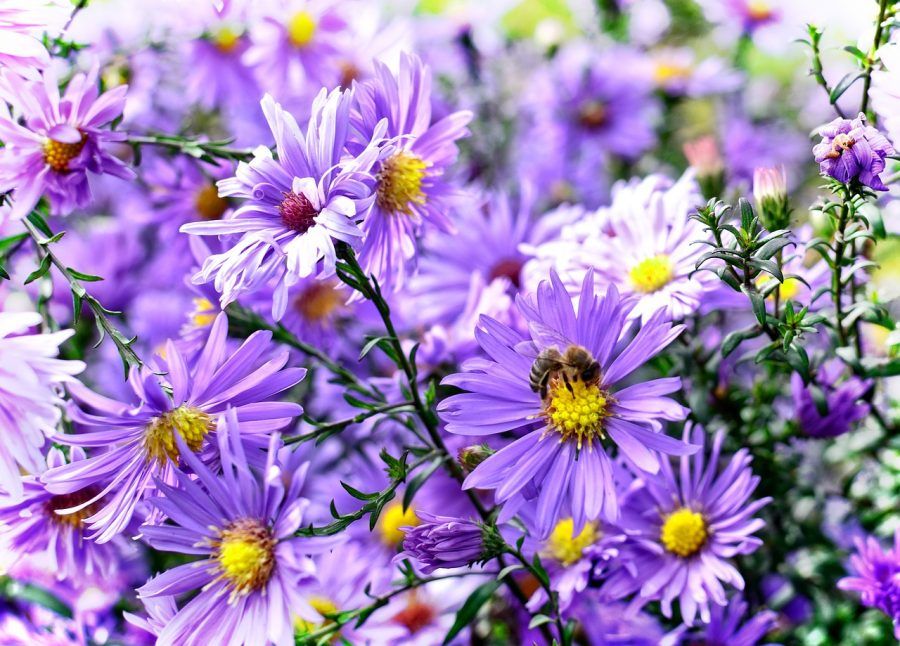 aster dumosus