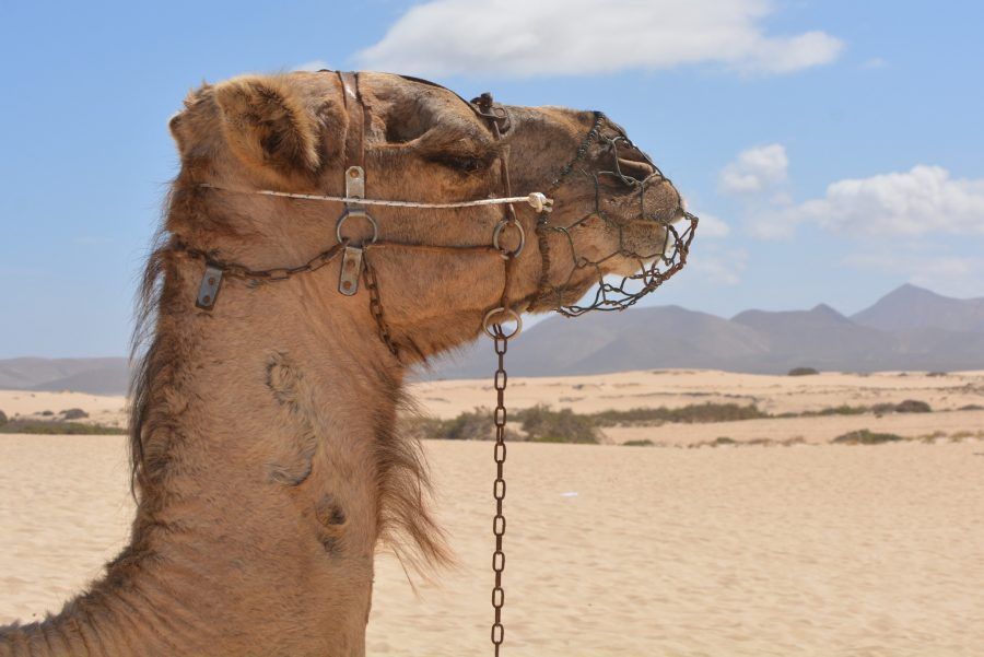 Fuerteventura