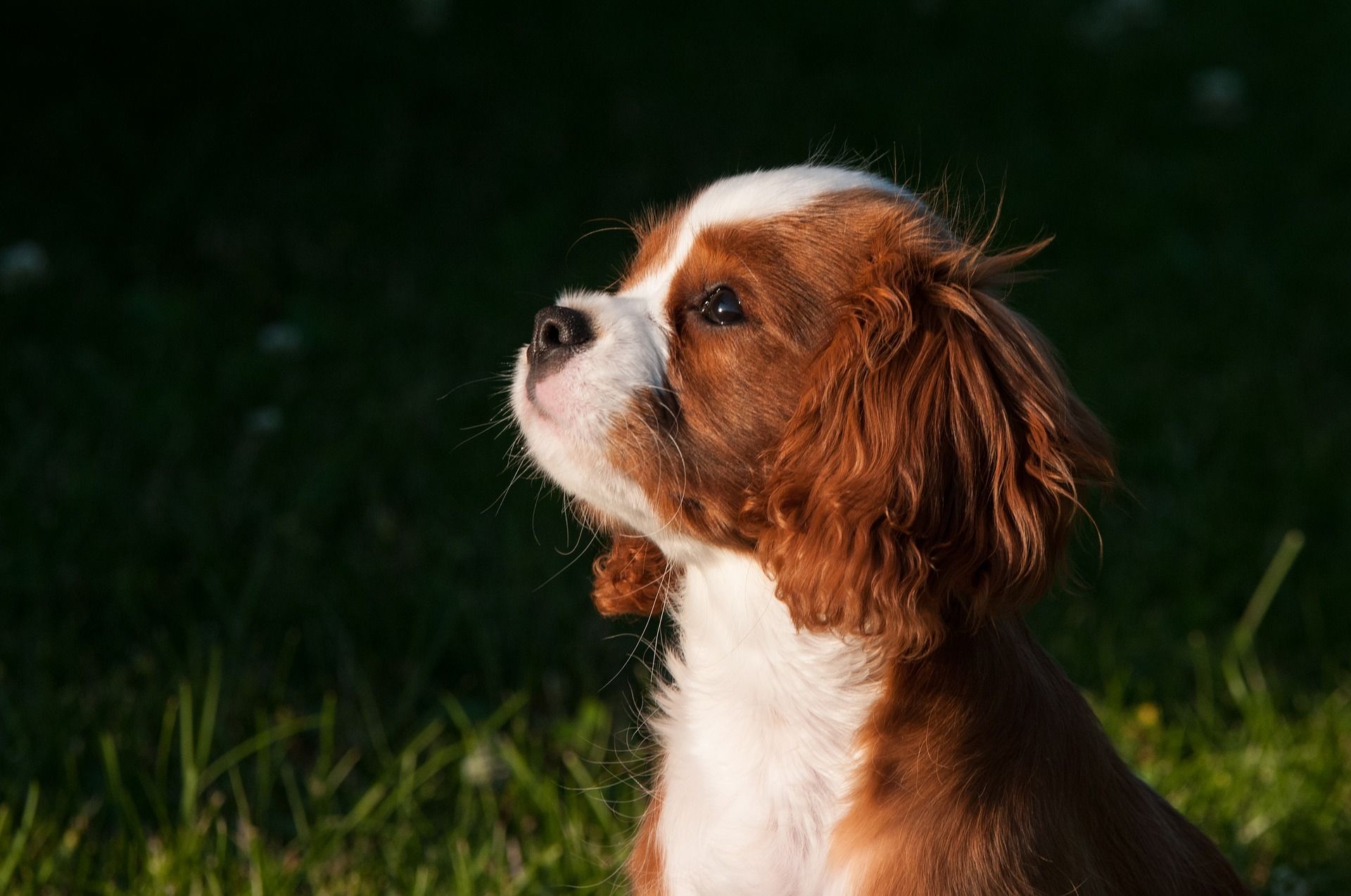 Dog Sitter professionista: ecco la laurea che fa per te!