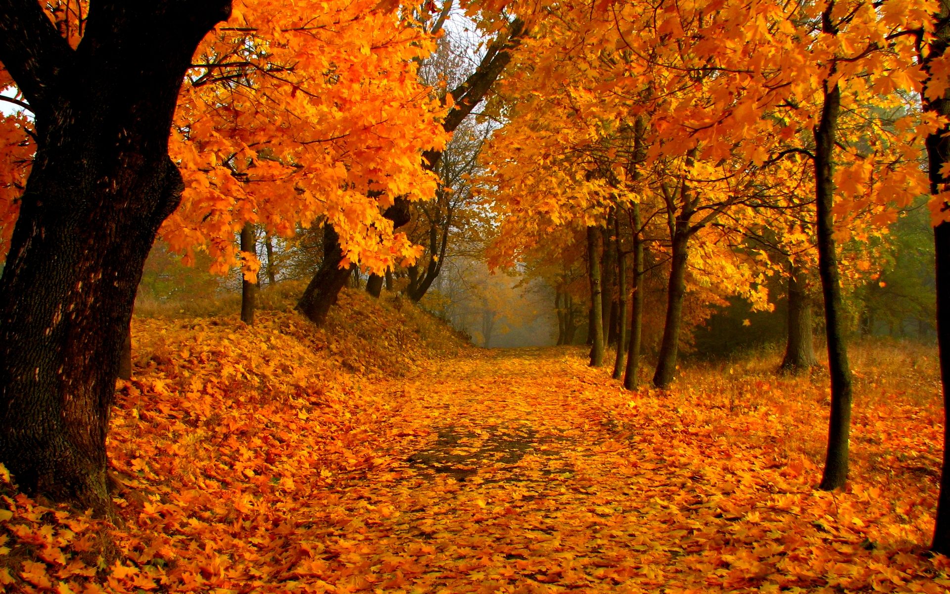 Le 8 mete italiane per ammirare il foliage in autunno