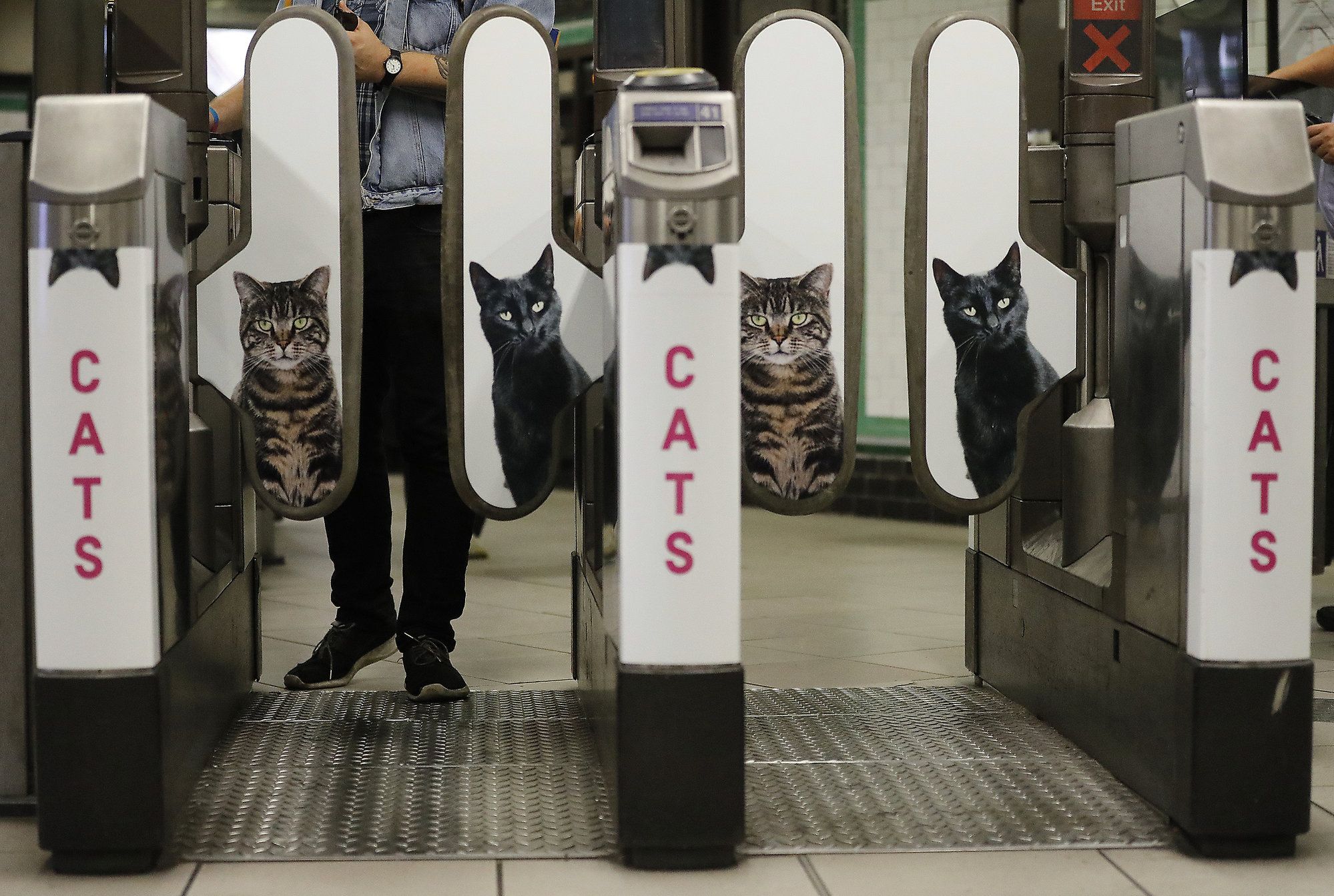 Perché nella metro di Londra i gattini hanno preso il posto delle pubblicità?