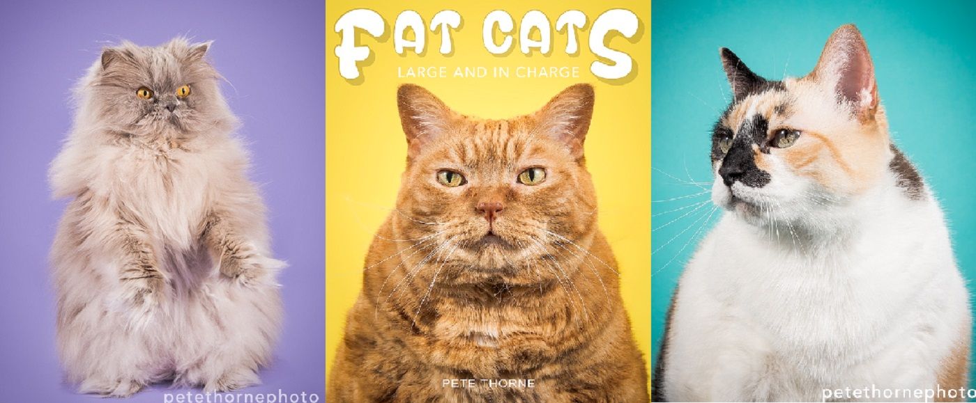 Le foto di gatti grassi di Pete Thorne
