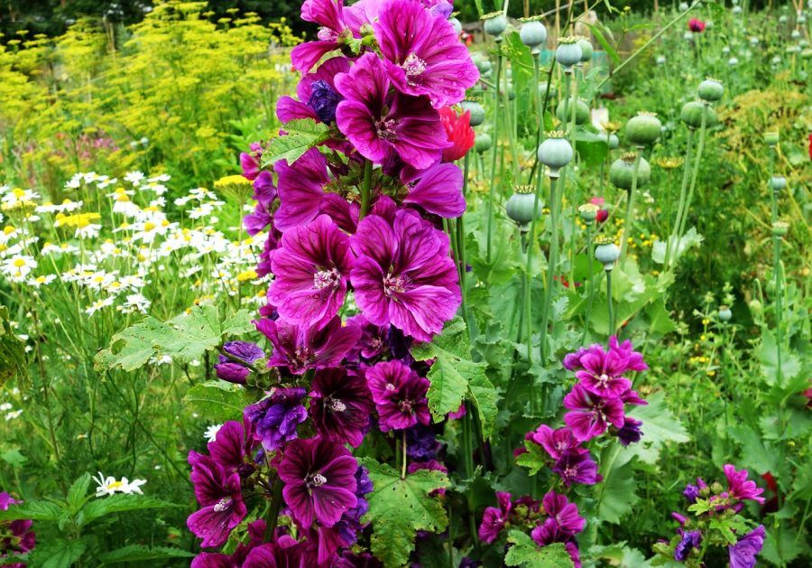 hollyhock-1491847_1280