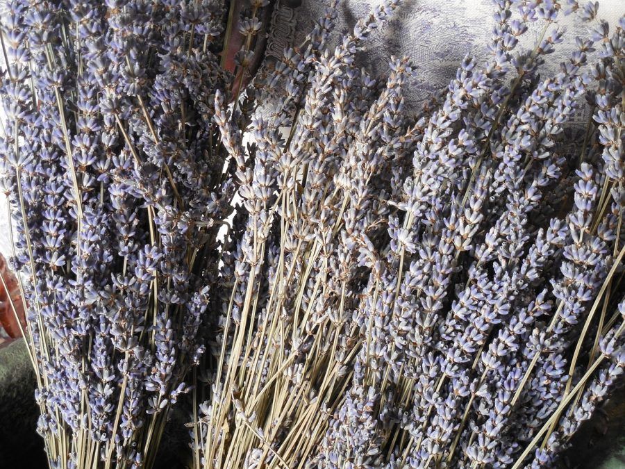 lavanda essiccata in casa