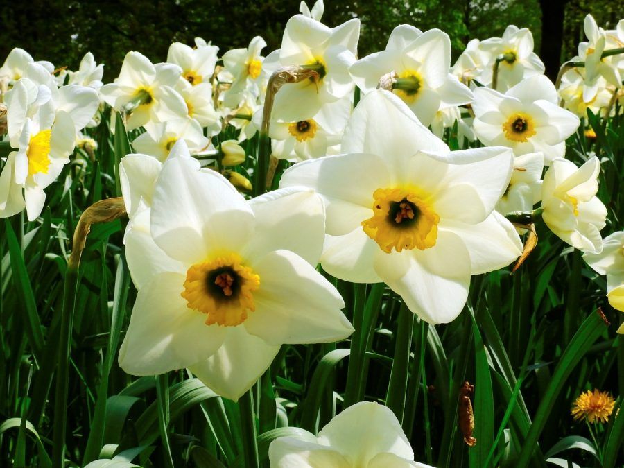 narcissus-1355469_1280