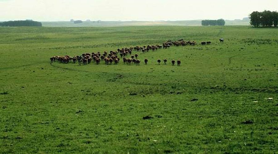 pampa-argentina