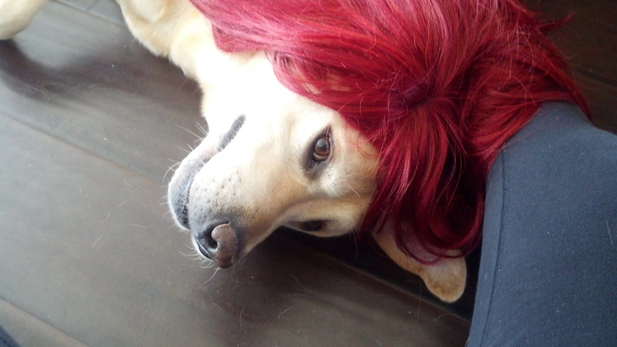 Comprereste mai una parrucca per cani?