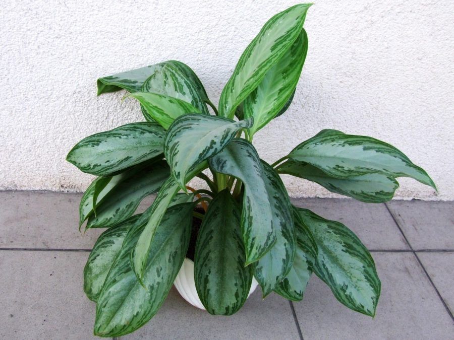 Aglaonema