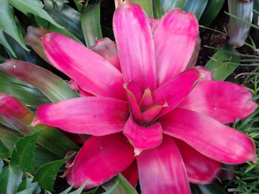 Bromeliacee