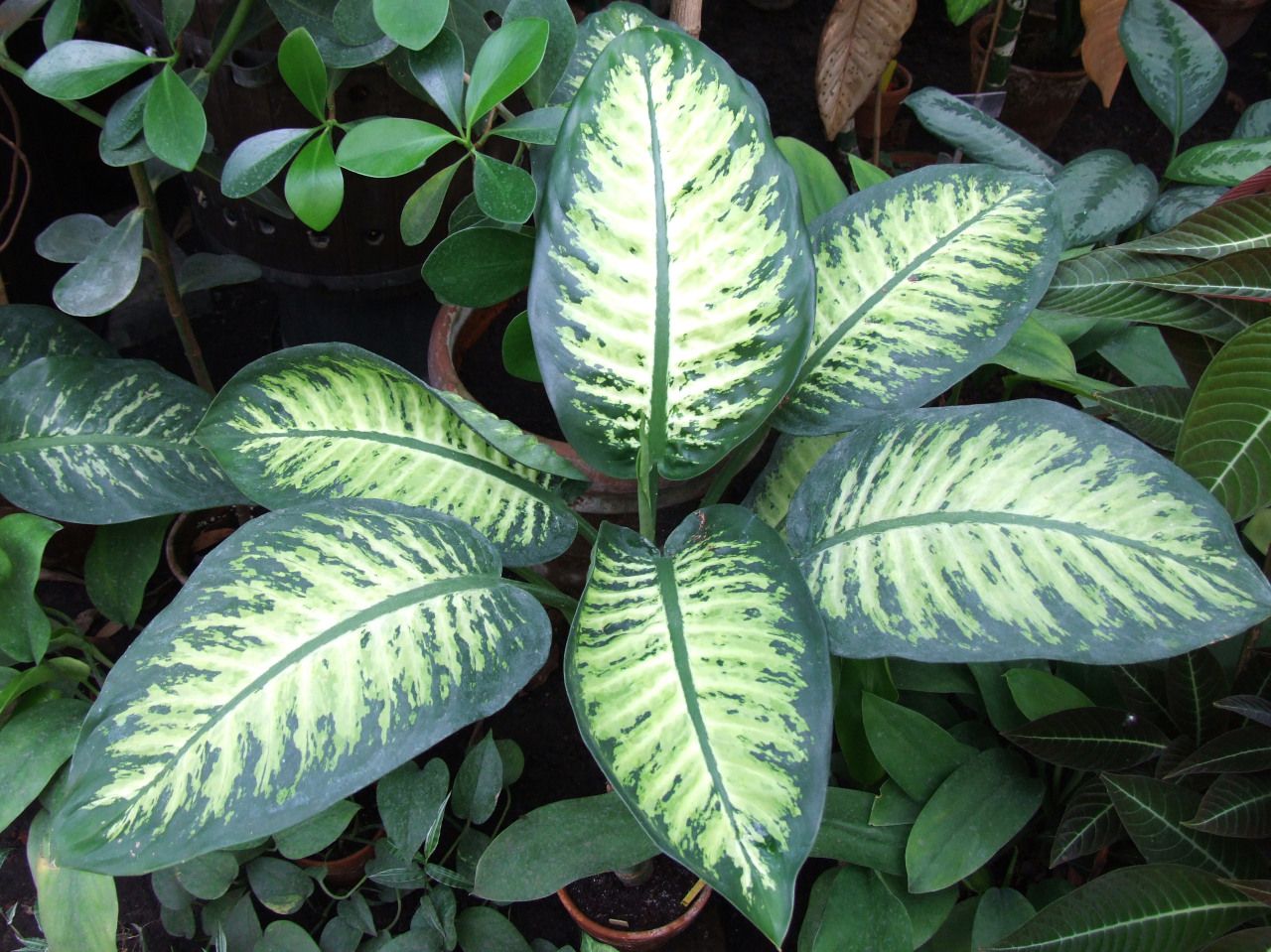 Dieffenbachia