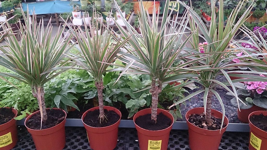 Dracaena marginata