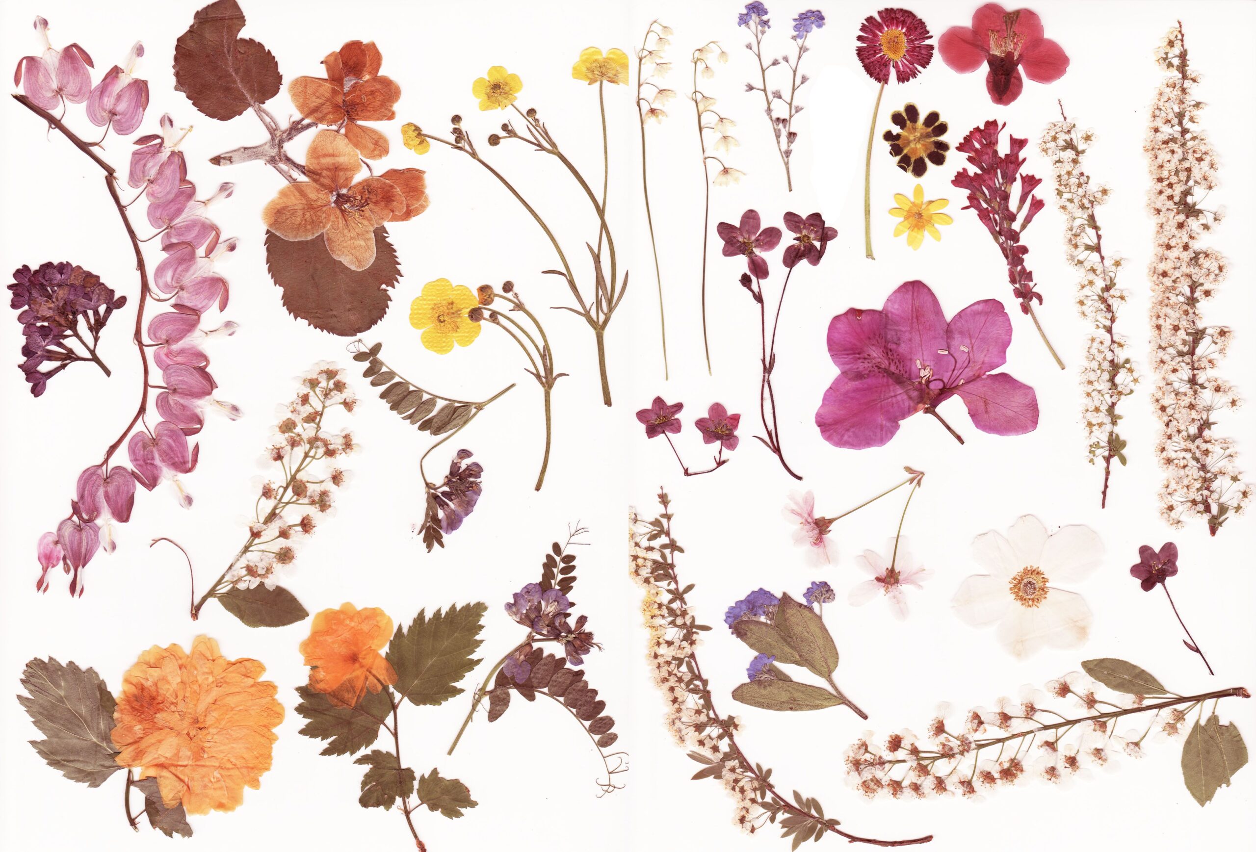 Tutorial: come fare un quadro con foglie e fiori essiccati