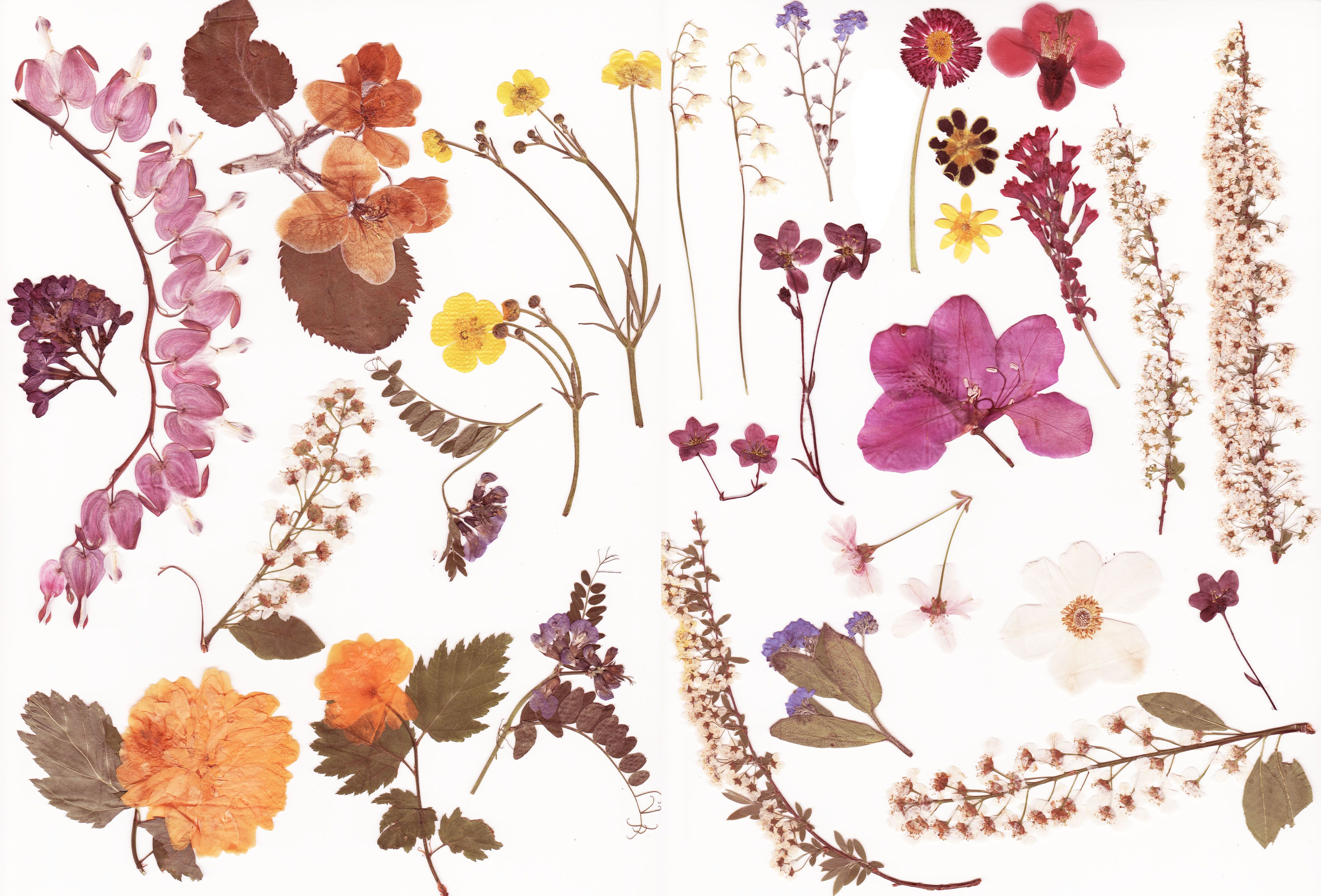 Tutorial: come fare un quadro con foglie e fiori essiccati | Bigodino