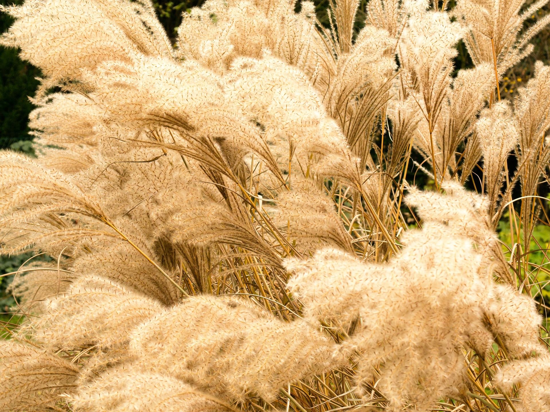 Scopri la leggerezza in giardino con le graminacee ornamentali