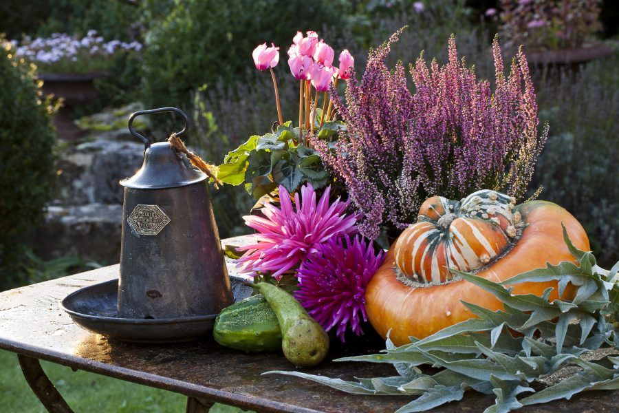 ciclamini, crisantemi, erica e zucca