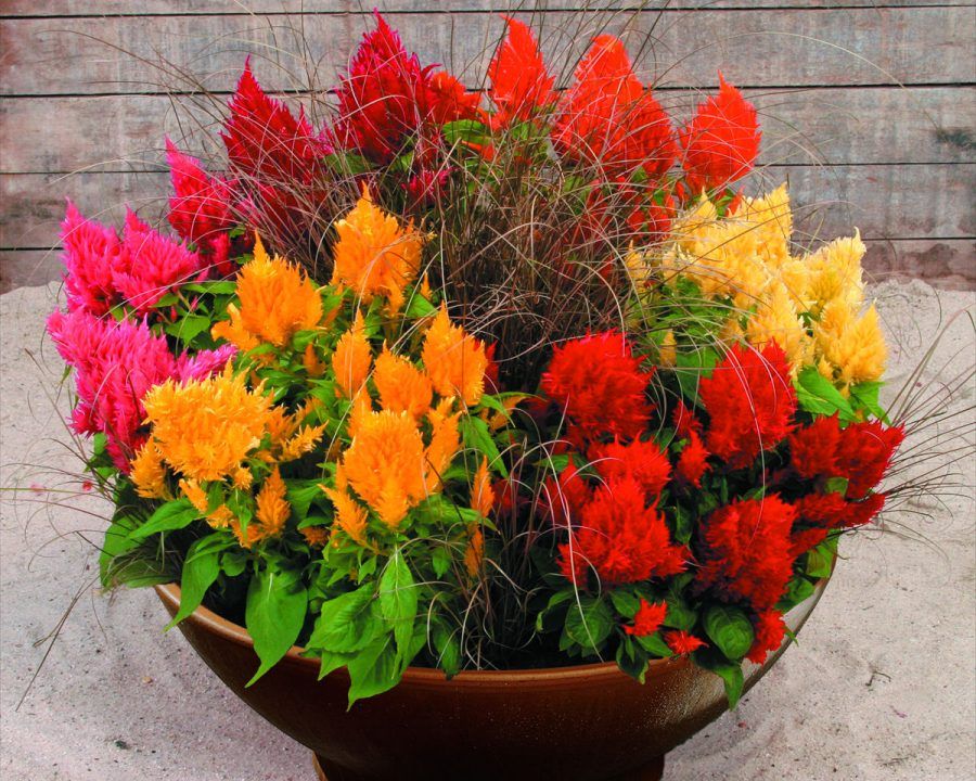 Celosia