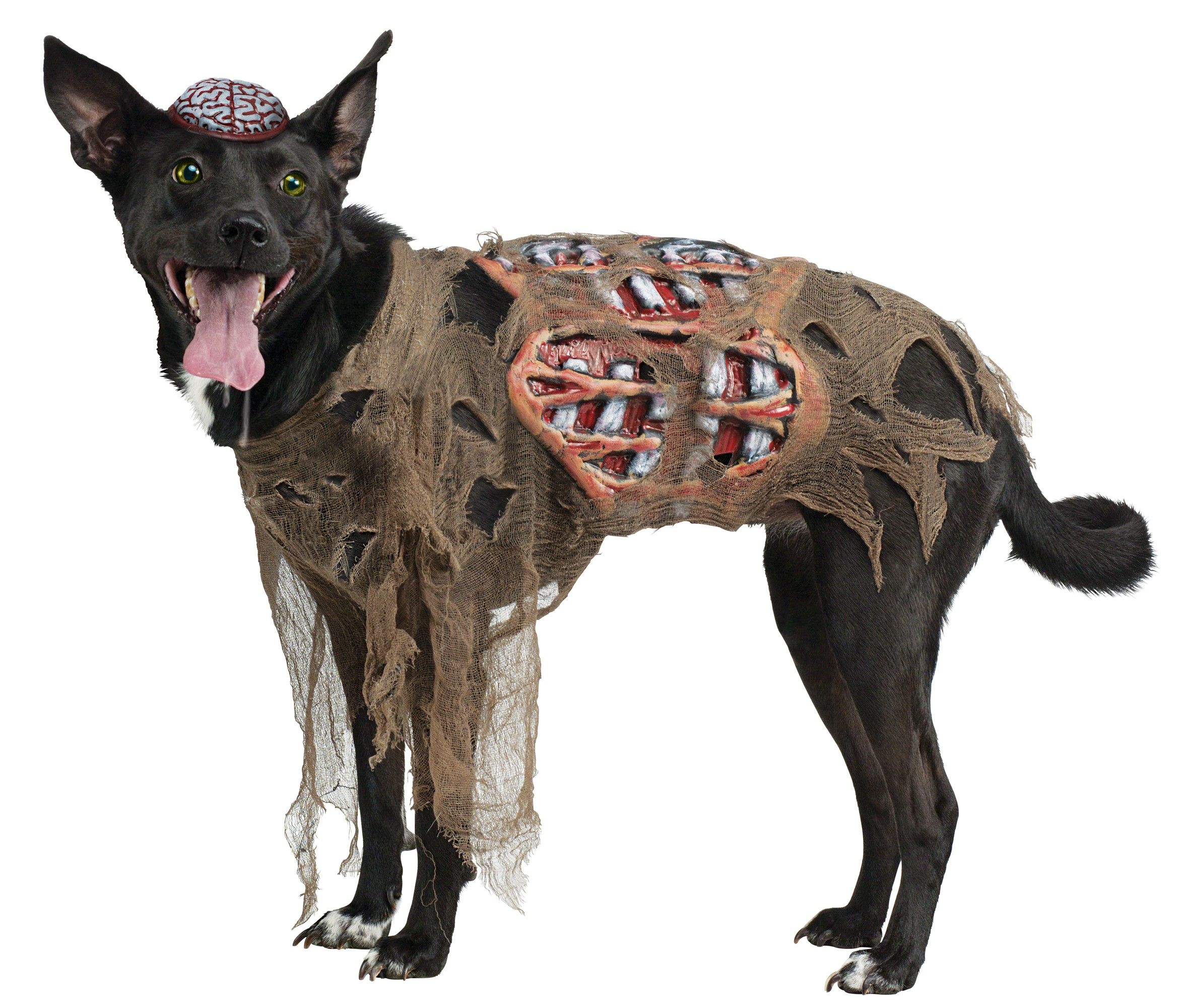 Costume halloween cane scheletro