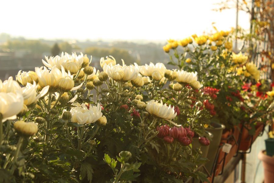 Fiori di settembre