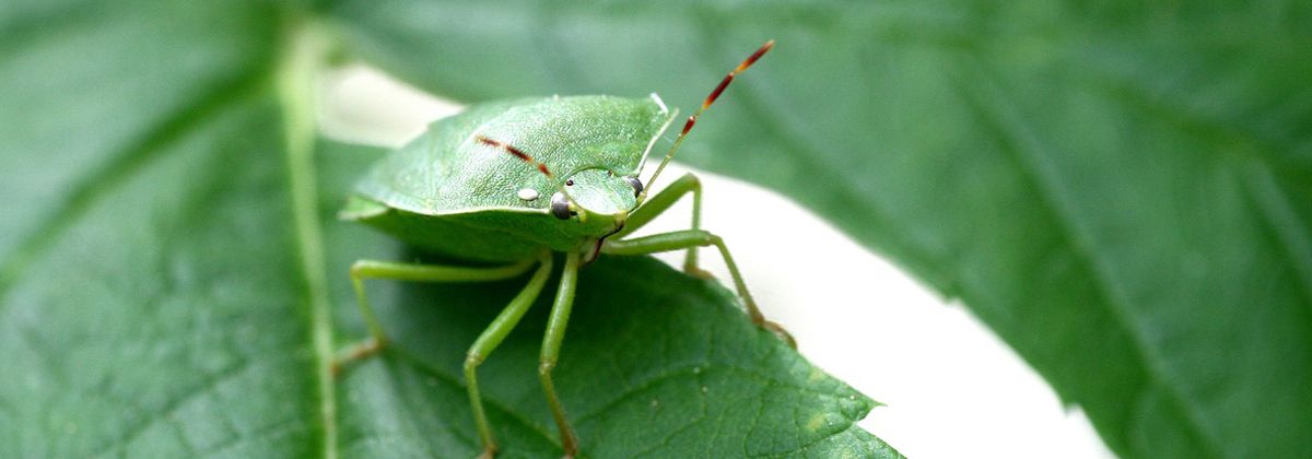 Come sopravvivere all’invasione di cimici