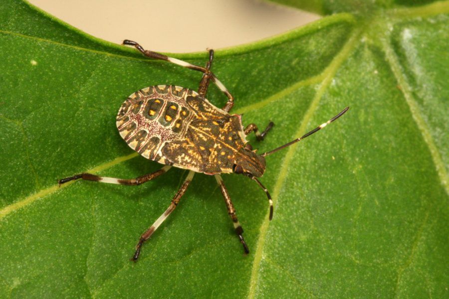 La Marmorata asiatica