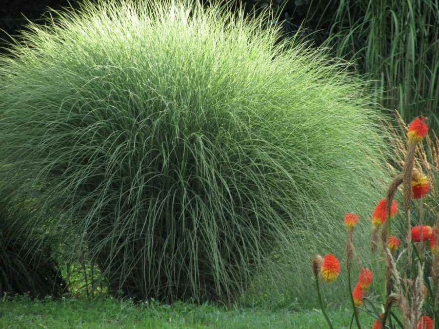 Miscanthus-sinensis-Morning-Light-1