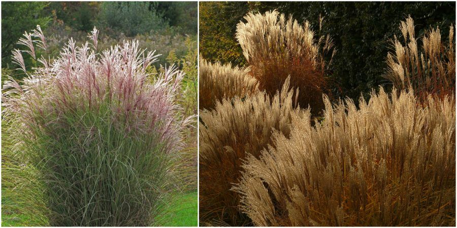 Miscanthus_sinensis_Morning_Light