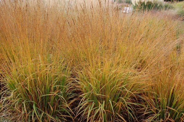 Molinia caerulea arundinacea