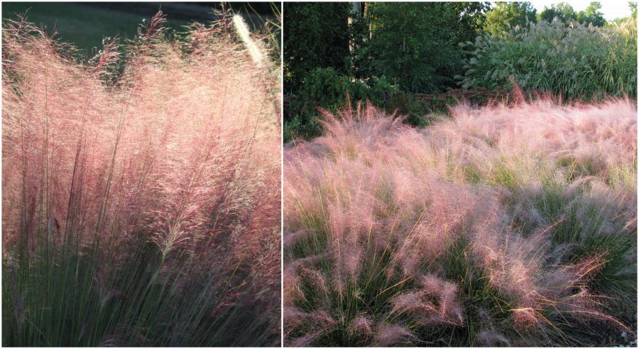 Muhlenbergia