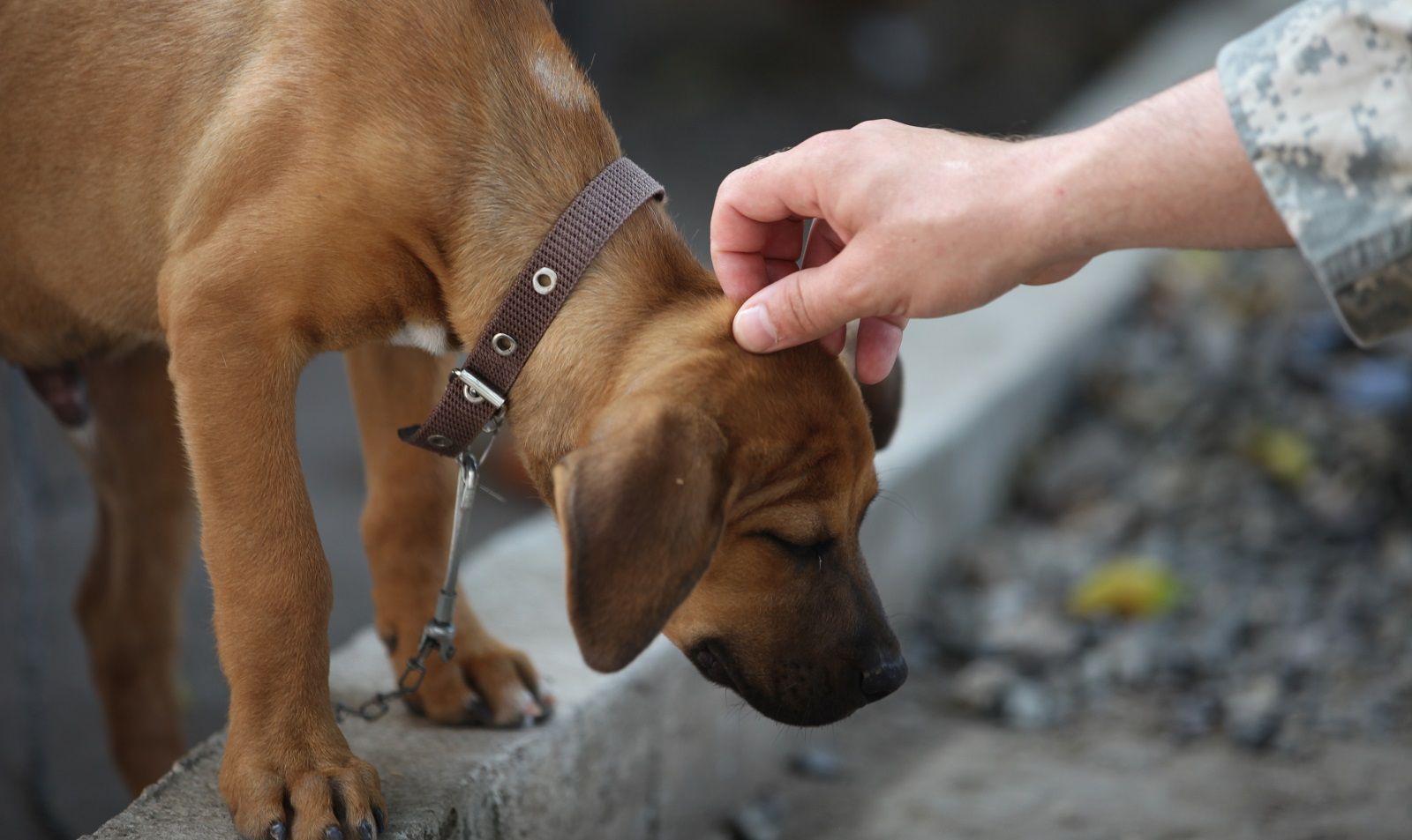 Perché non bisogna accarezzare i cani sulla testa?
