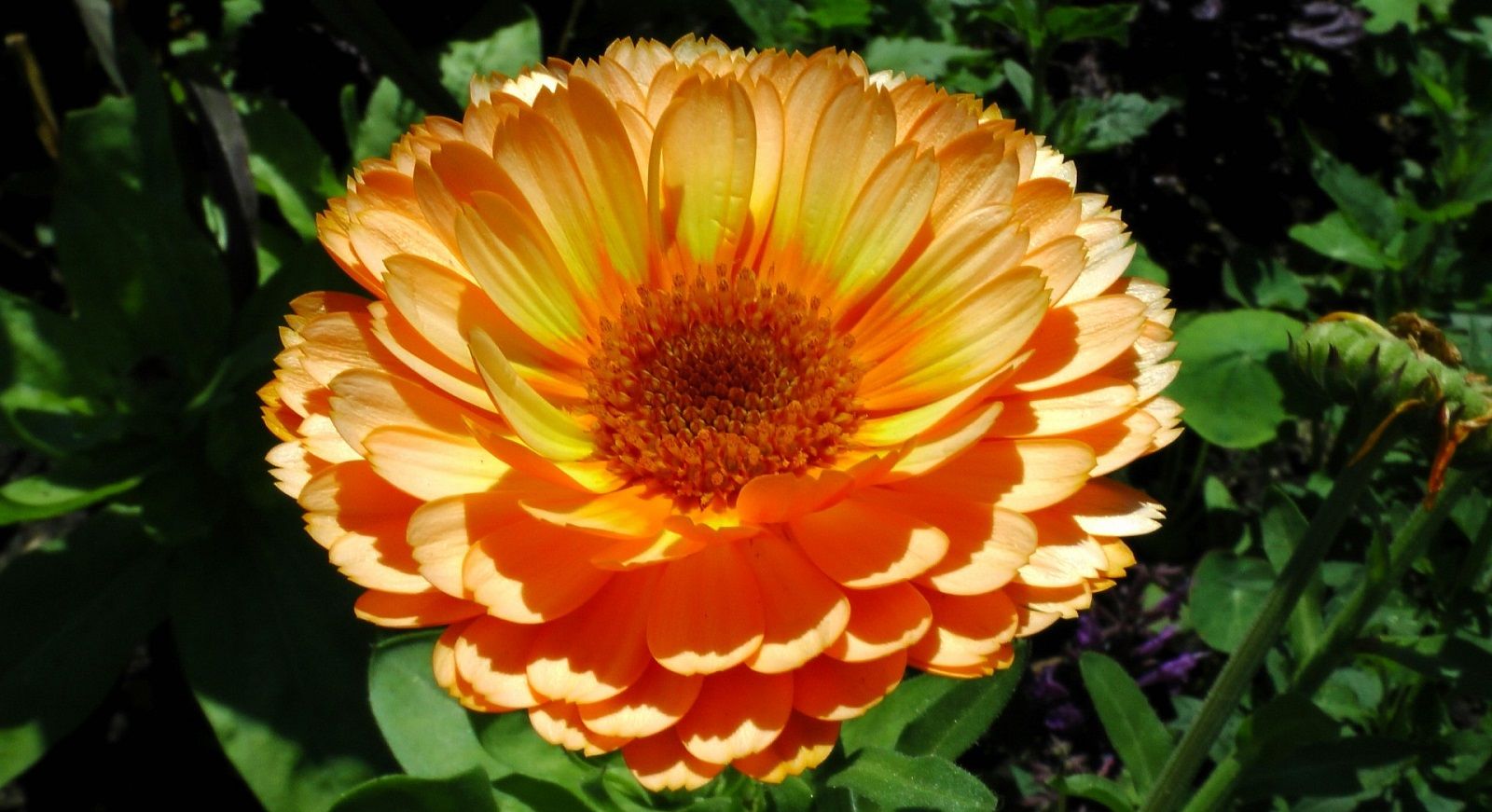 La ricetta della crema alla calendula contro brufoli e punti neri