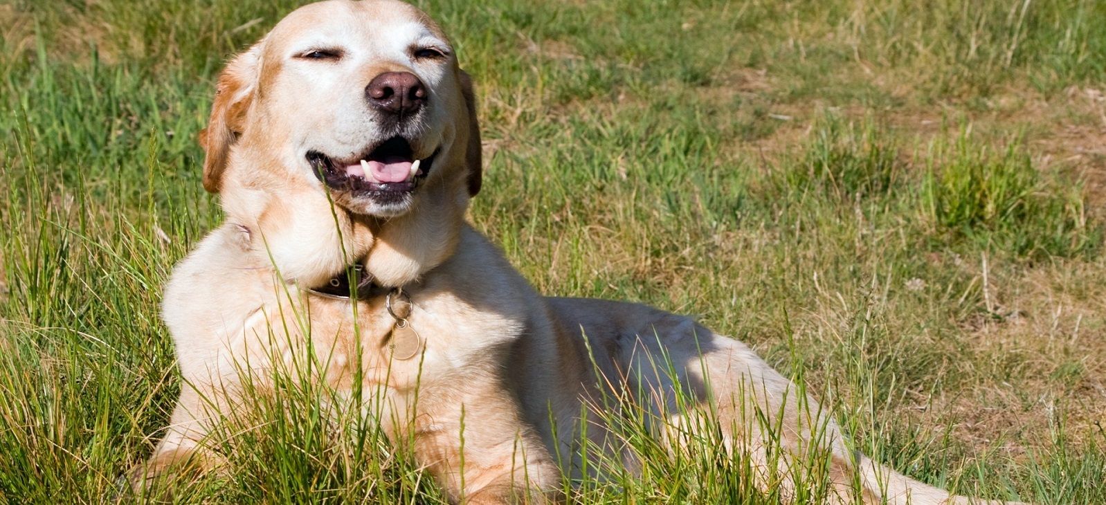 Cosa vuol dire quando il cane scondinzola?