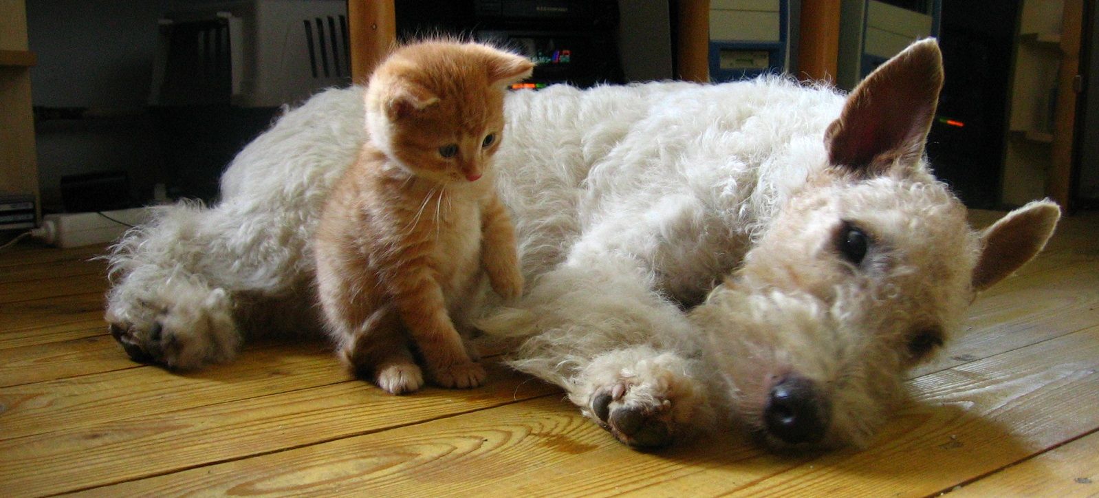 Cosa fare negli ultimi giorni di vita del proprio pets