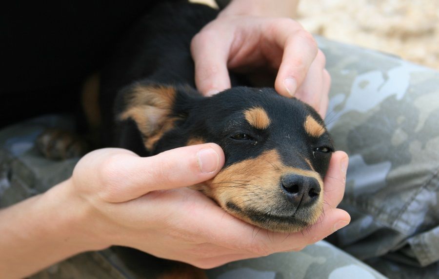 Un cane con il suo proprietario