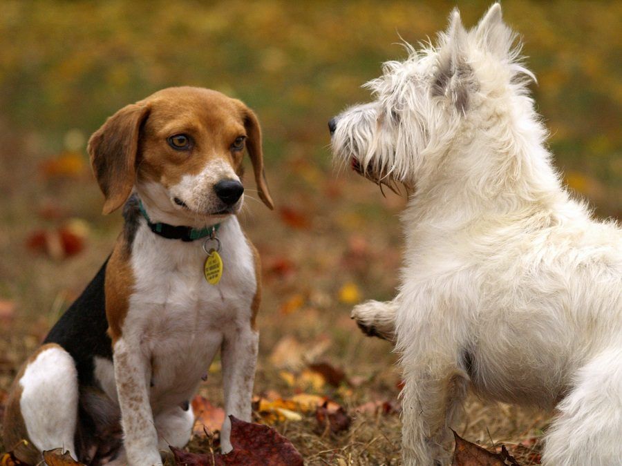 L'incontro fra due cani