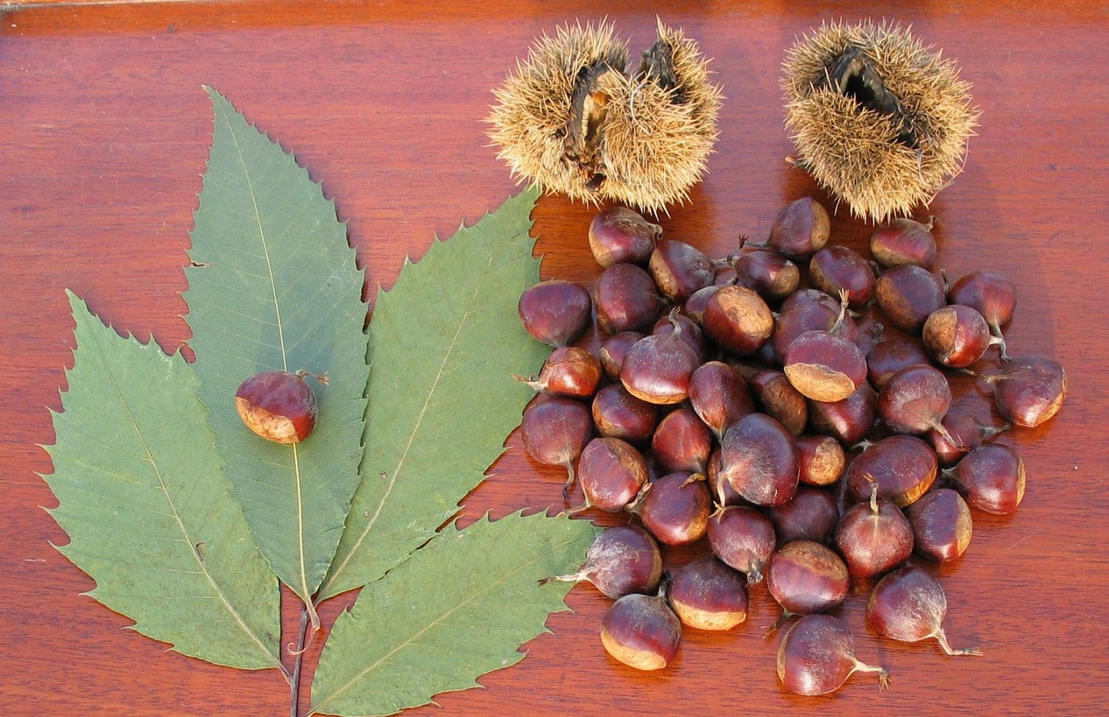 Come cuocere le castagne nel microonde