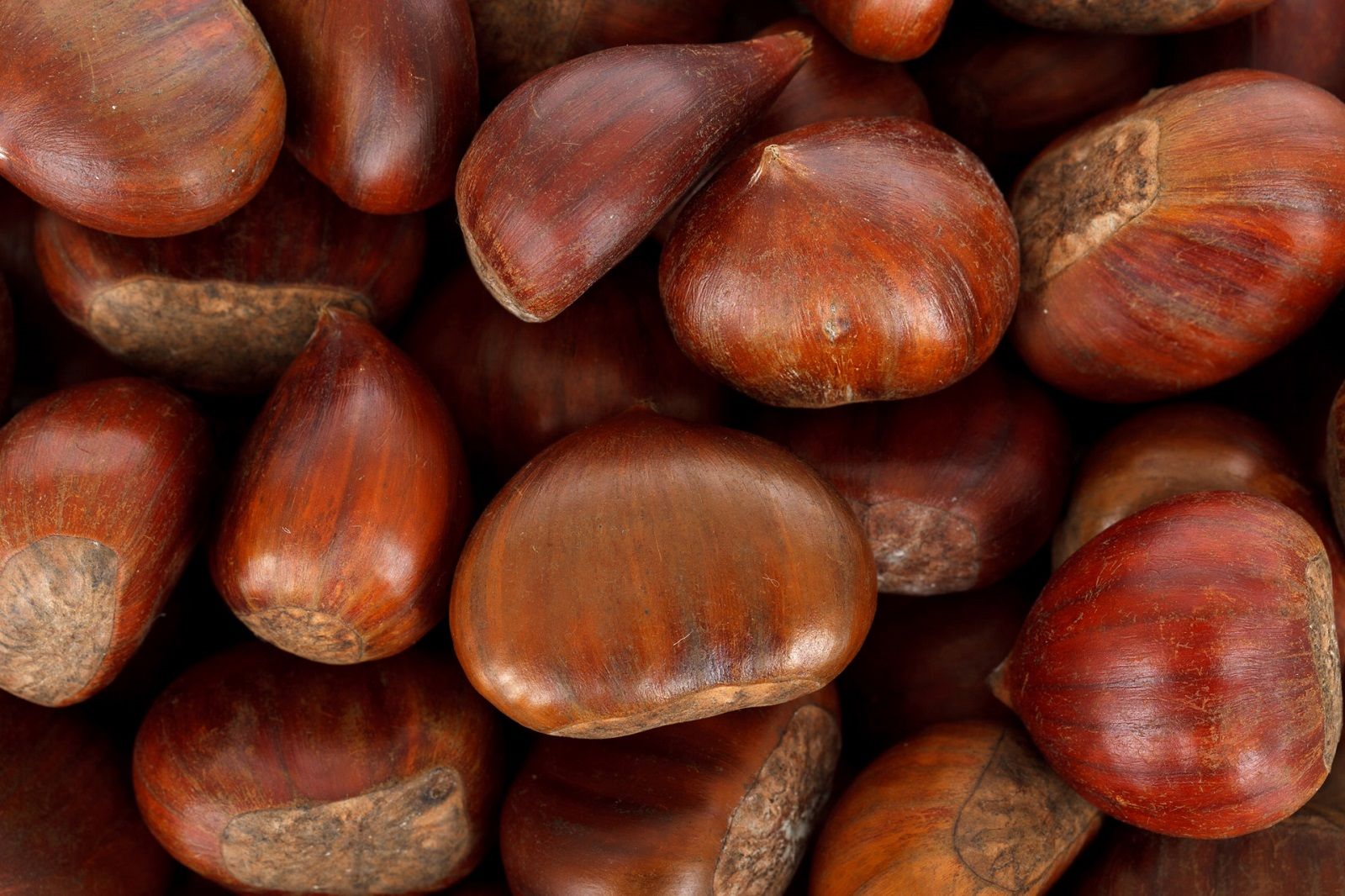 Perché le castagne gonfiano la pancia?