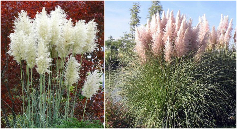 cortaderia rosea