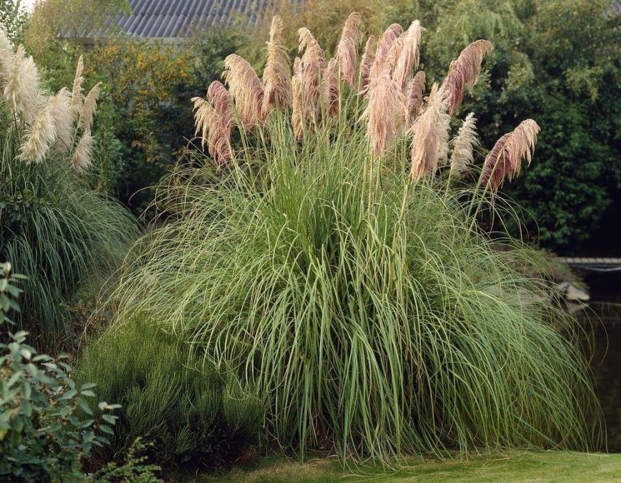 cortaderia selloana