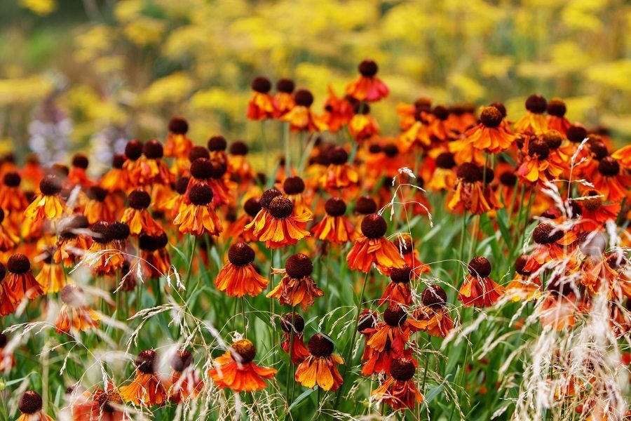 Il fiore dell'echinacea