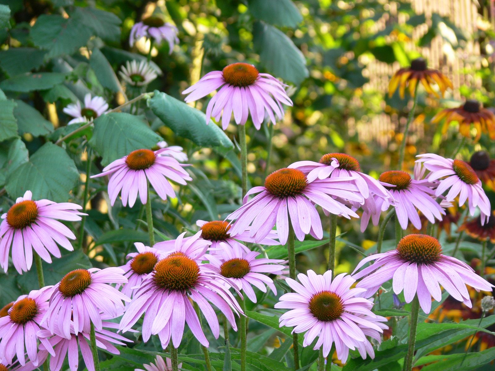 echinacea