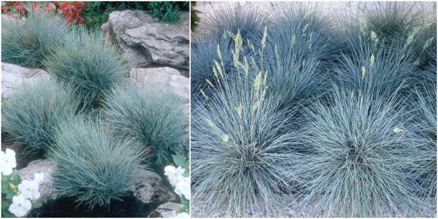 festuca glauca