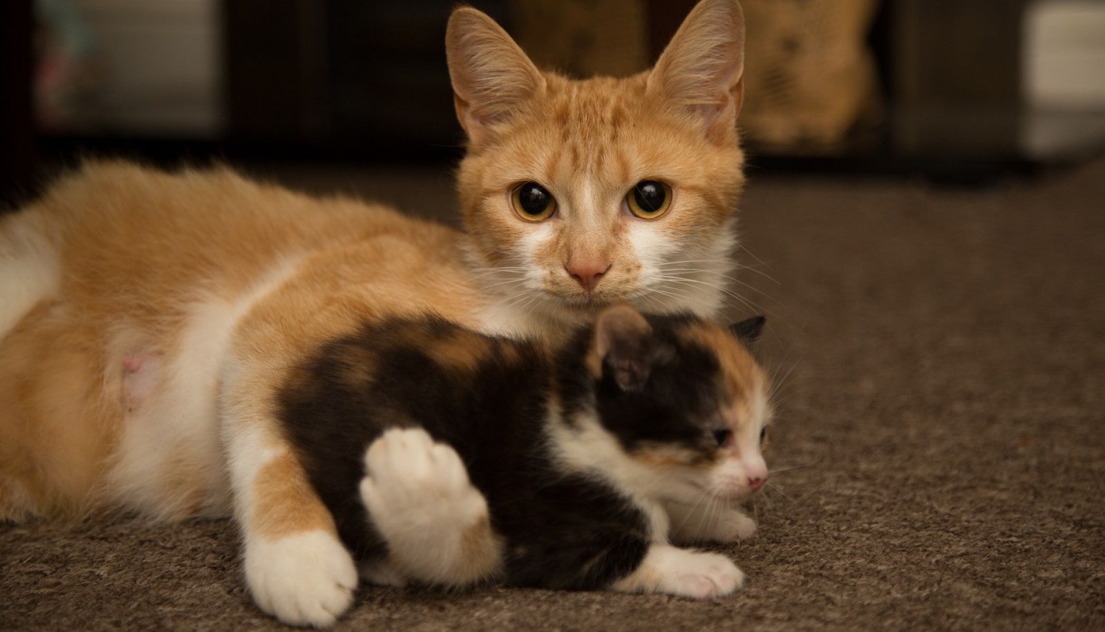 Perché i gatti fanno le fusa?