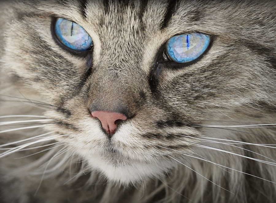 Gli occhi azzurri di un gatto