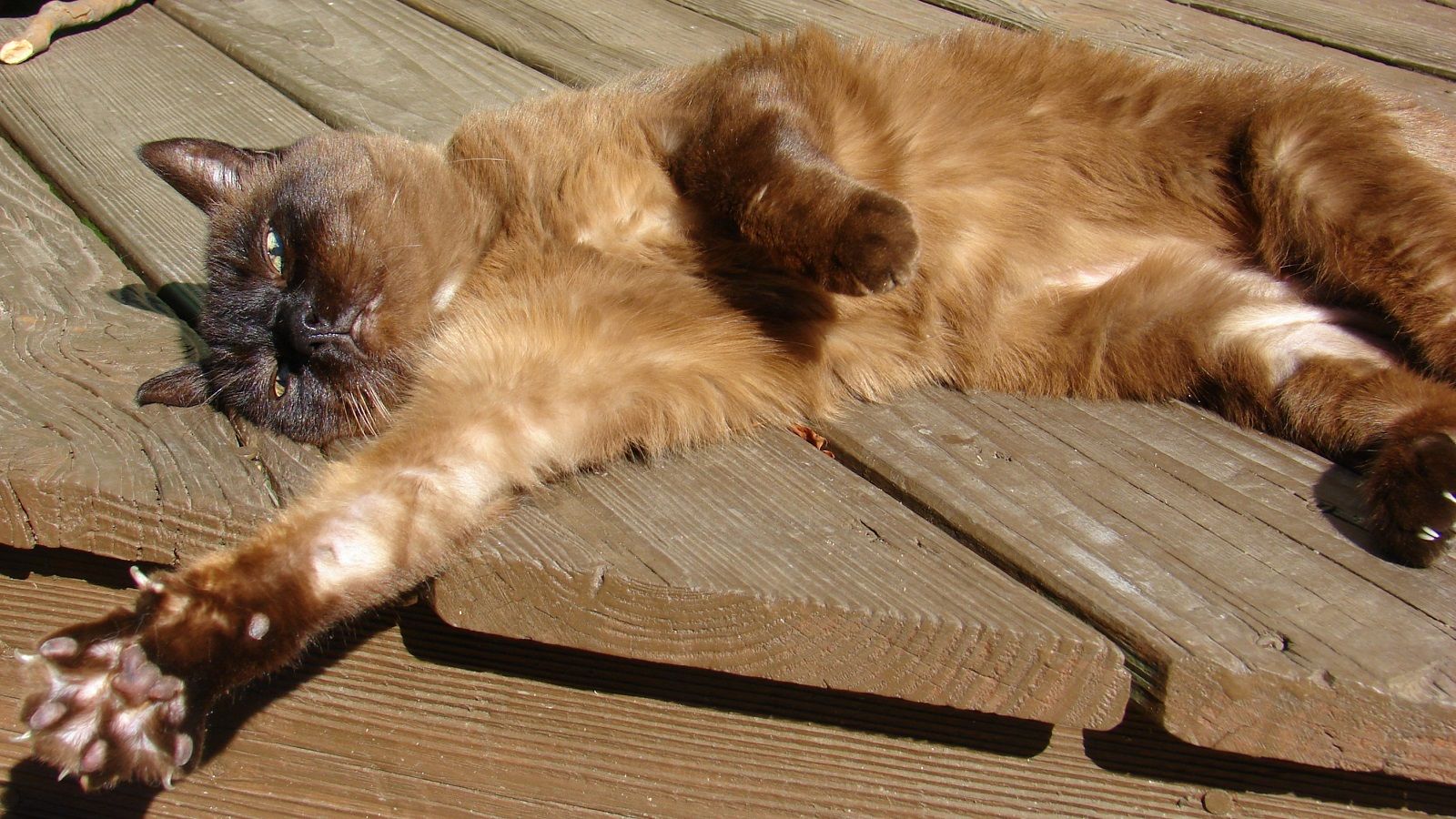Come tagliare le unghie al gatto?