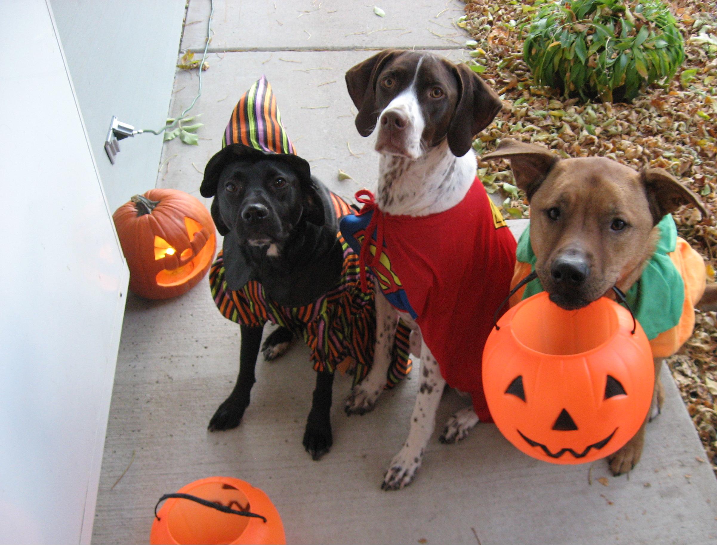 Costumi di Halloween per cani