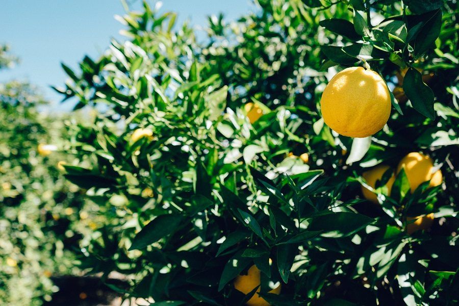 Con il limone si può fare anche la lacca per capelli