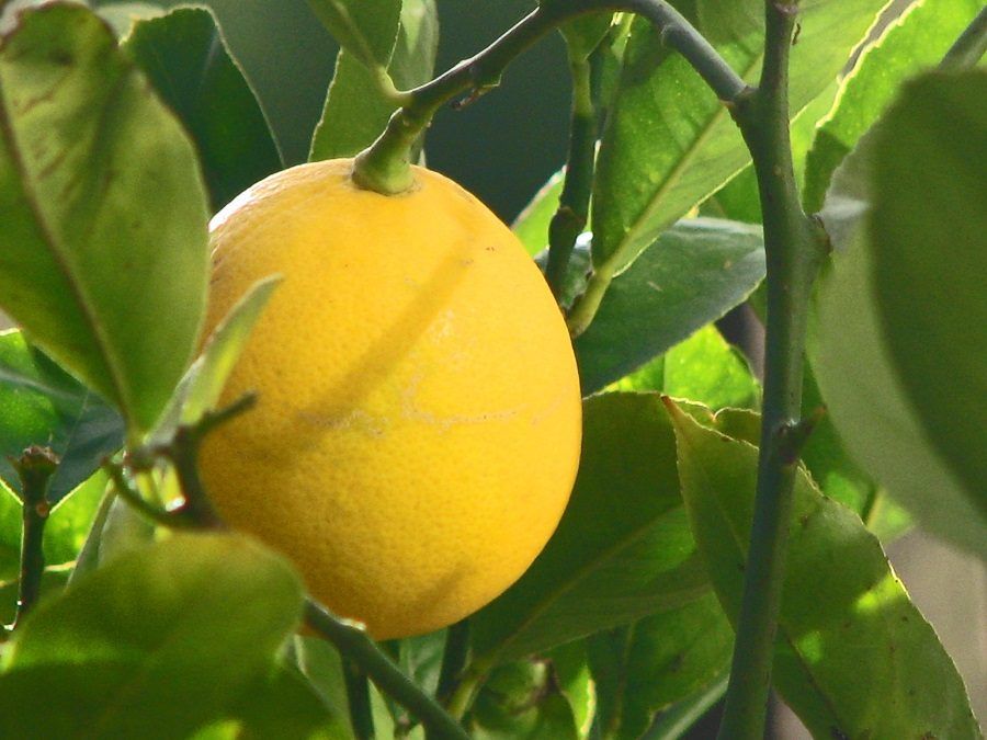 Il limone è utile contro le macchie di inchiostro