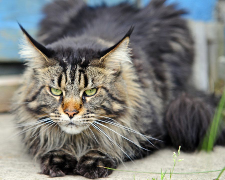 maine-coon-cats