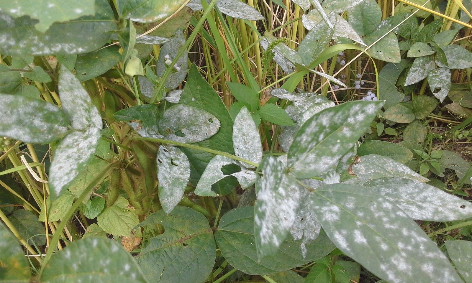 Rimedi naturali per togliere le macchie di muffa dai vestiti